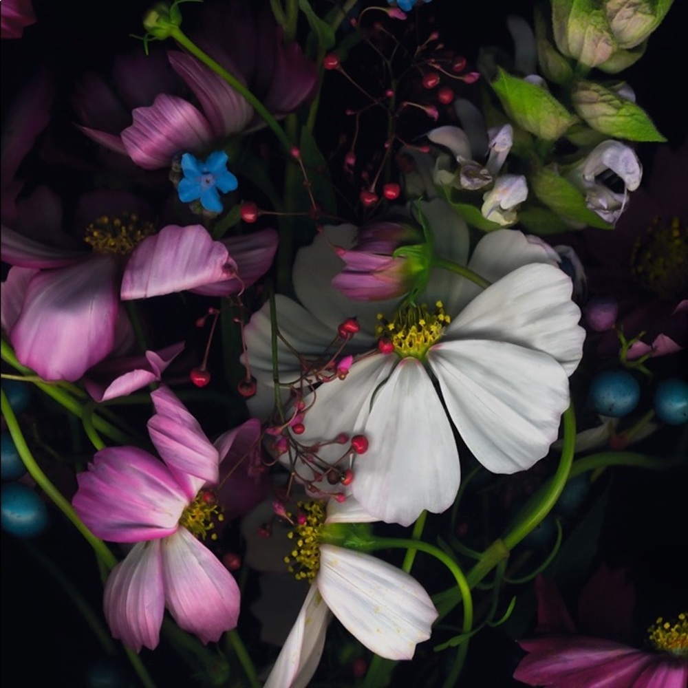 Meet your Posher, Shirley